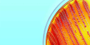 Spero Therapeutics, Inc.