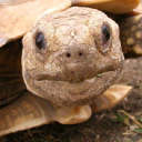Tortoise Energy Infrastructure CORP