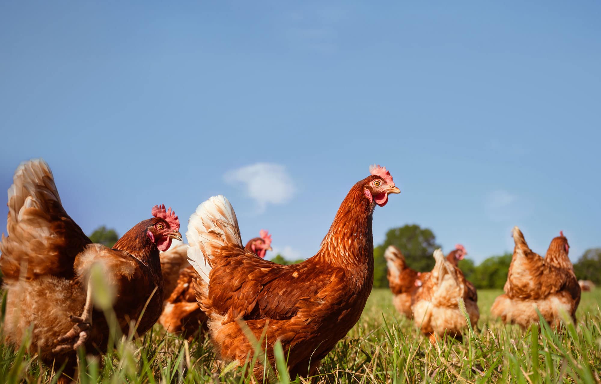 Vital Farms, Inc.